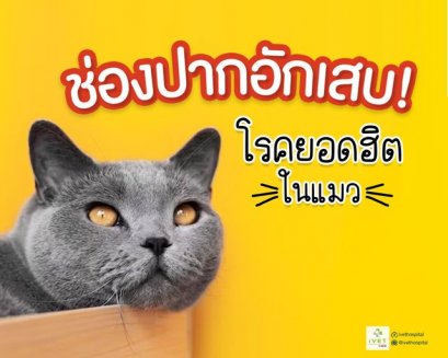 ช่องปากอักเสบในแมว สาเหตุหนึ่งของการกินอาหารลดลง